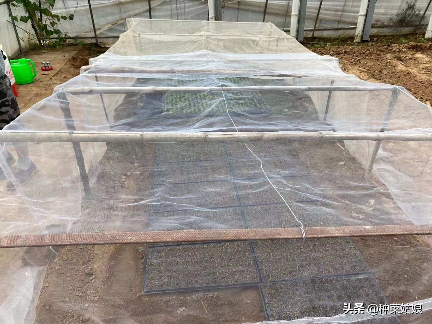 种菜总是长虫怎么处理,种菜里有小蚜虫怎么办