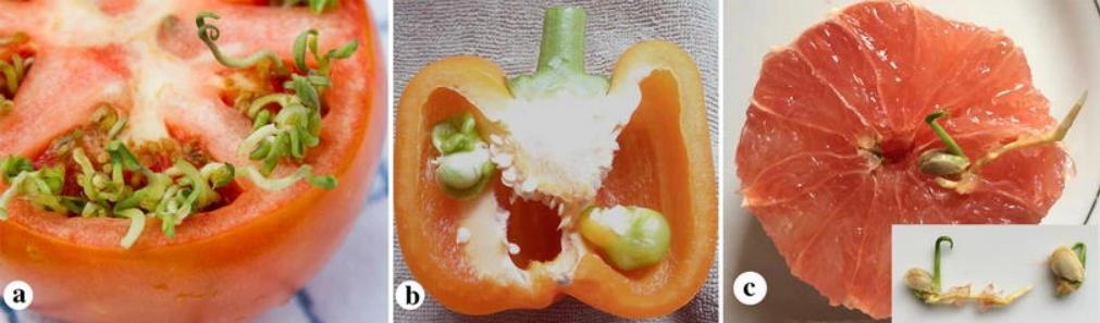 当别的种子匆匆离家,这些种子却在妈妈身上发芽
