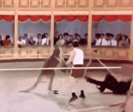 袋鼠和人打架视频,袋鼠为什么喜欢和狗狗打架