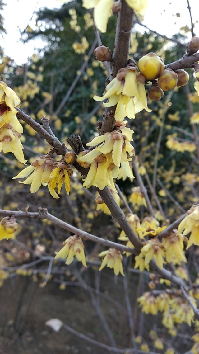 老村长可以兑什么喝,老村长喝什么