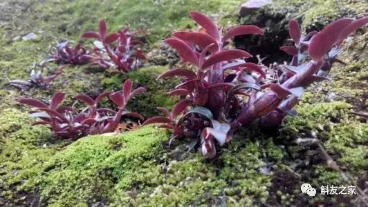 丹霞石斛图片及功效,广东的铁皮石斛是什么样子