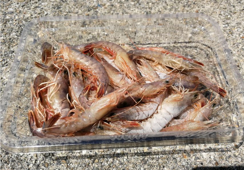 外国游客在日本钓鱼是一个什么样的体验?