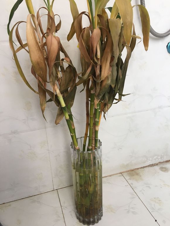 富贵竹为什么根部老是腐烂,富贵竹根部腐烂怎么解决