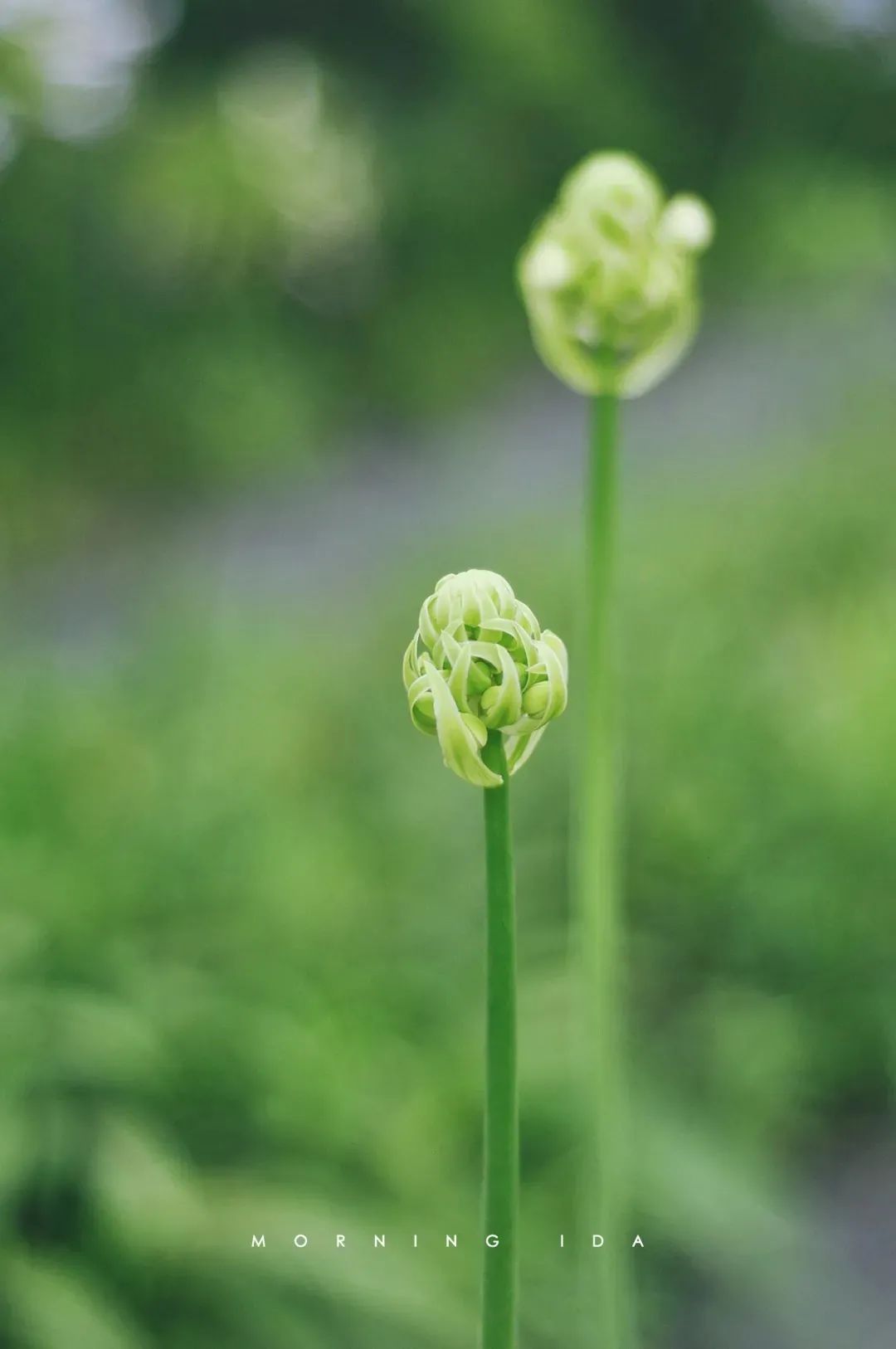 家里要有氛围感什么花比较好,家里高级的花