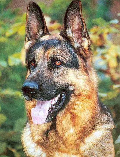 72种名犬分类介绍及图片,72种名犬及图片