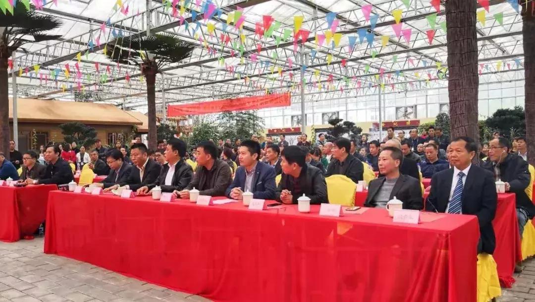 精品寒兰展,福建连城寒兰节