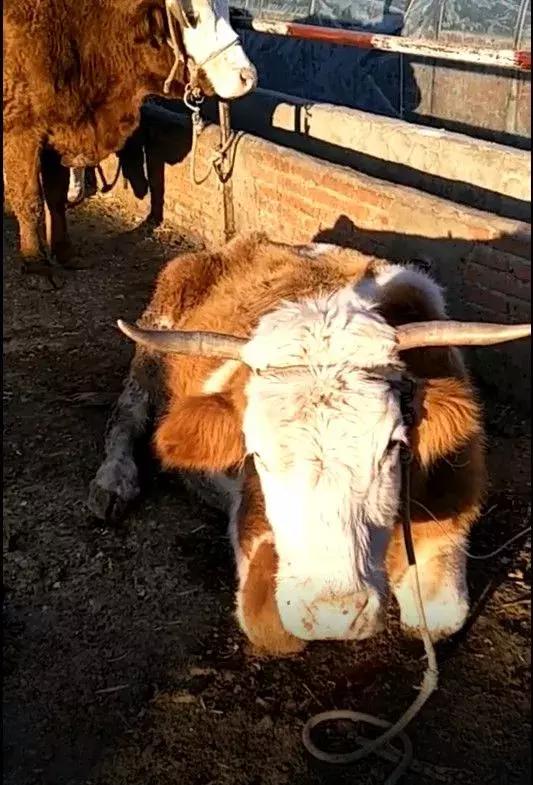 母牛产后高烧瘫痪怎样治疗,母牛产后瘫痪最佳土方法