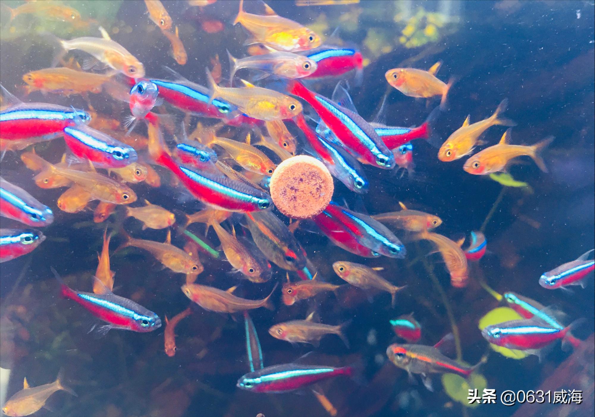 喷火灯观赏鱼好养吗,观赏鱼迷你灯适合什么温度