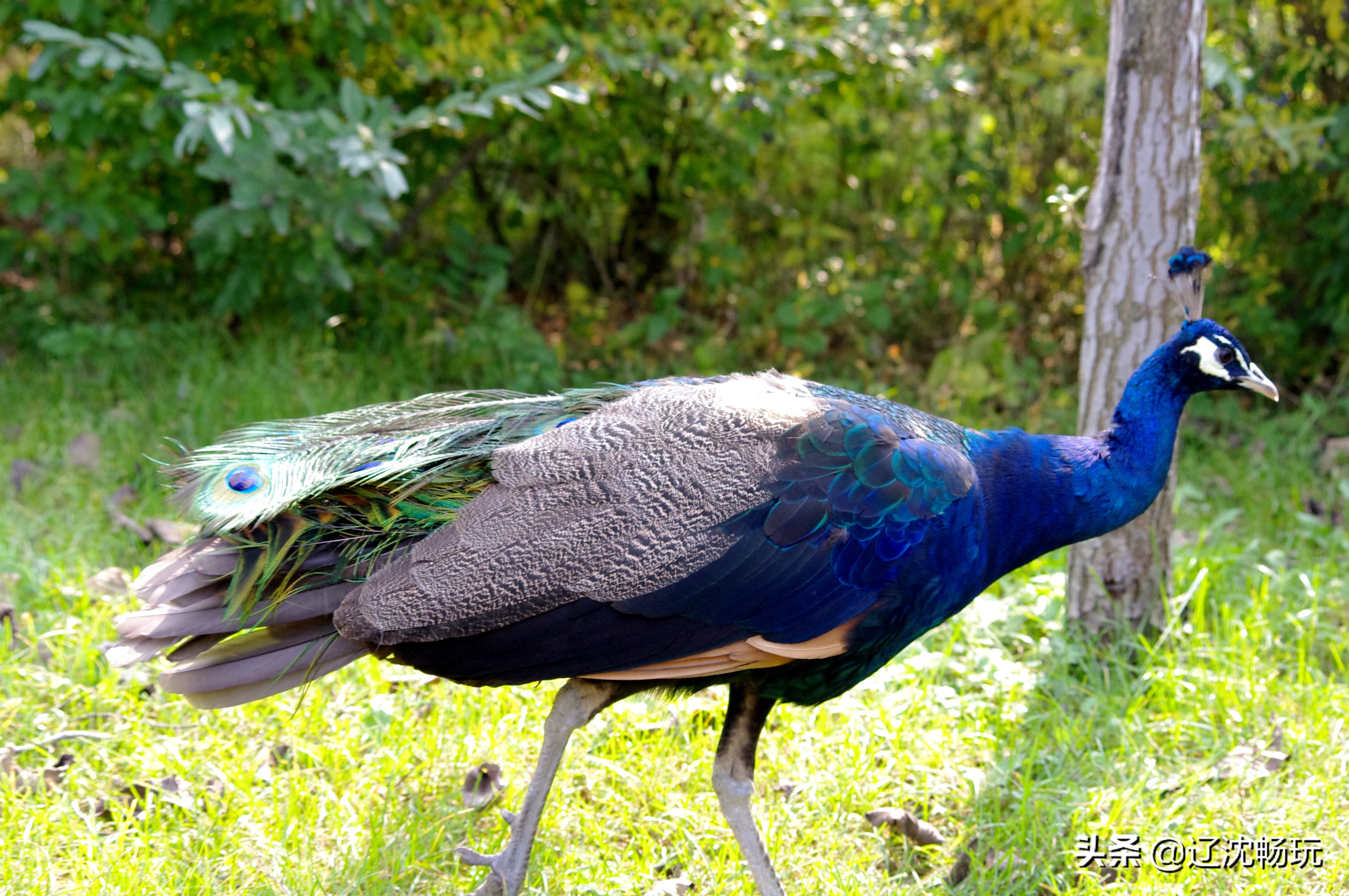 沈阳旅行推荐夏季景点攻略,沈阳冬日周边一日游旅游景点推荐