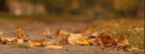 郫都区十大银杏打卡地,郫都区看银杏最好的地方