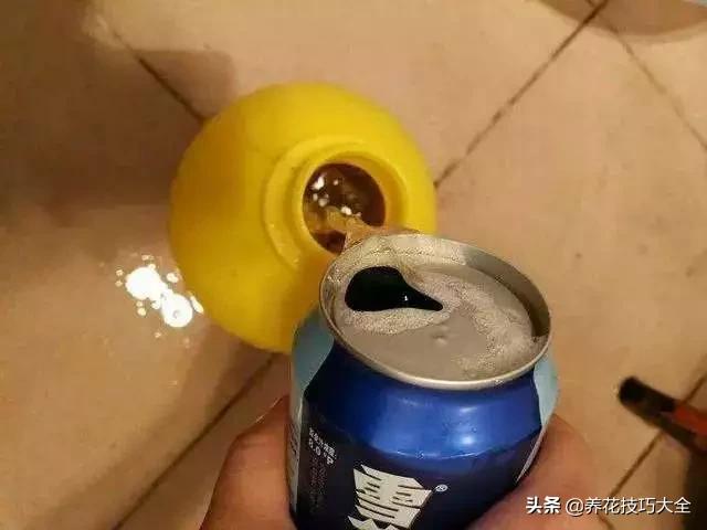 绿萝的叶片不够亮？浇水加点它，两周就能恢复