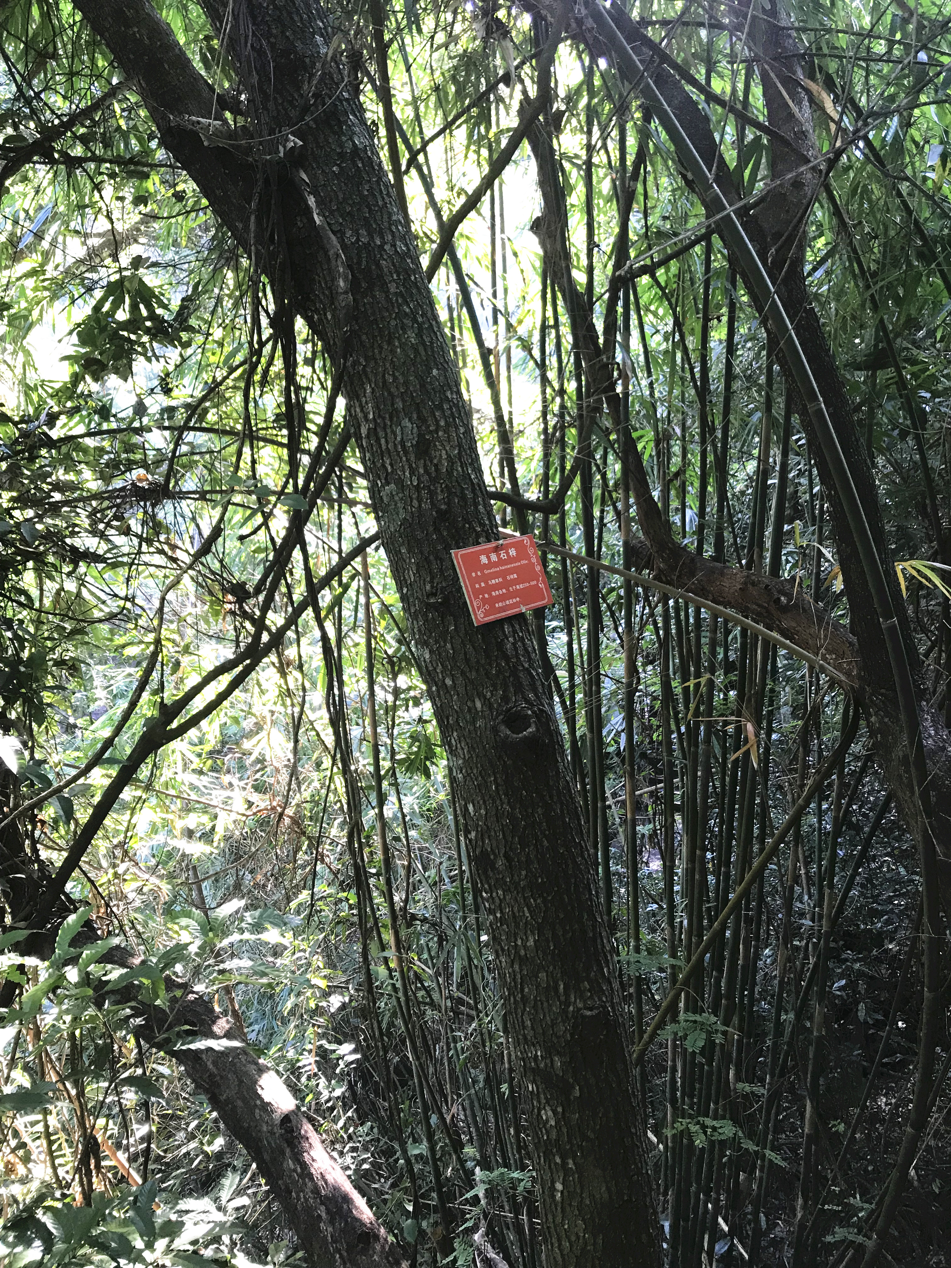 1500年的“母生”藏于此，这里集海南珍稀名木，神奇霸王岭