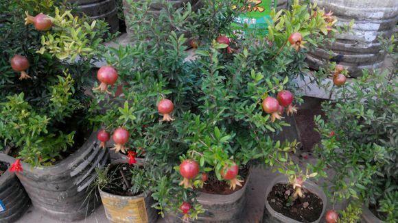 春季盆栽石榴花开花,石榴花盆栽怎样开花多