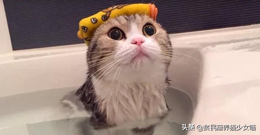 新手养猫家庭必备药省钱又好用,养猫必备18种药物有哪些