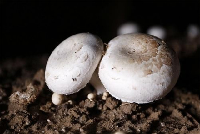 双孢菇高产高效栽培技术,双孢菇的高效栽培技术