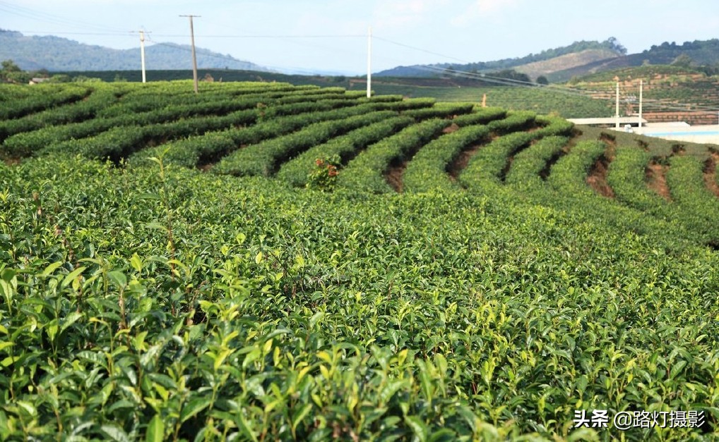 冬天云南哪里最适合居住,云南哪个城市冬暖夏凉适合养老