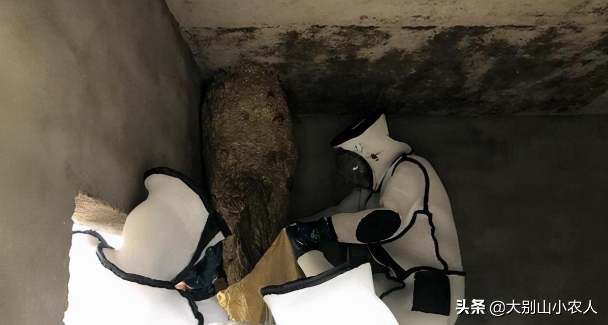 马蜂被蜇死亡,摘马蜂窝挂树上24小时殒命