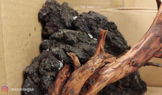 莫斯树到底好不好,莫斯树是什么