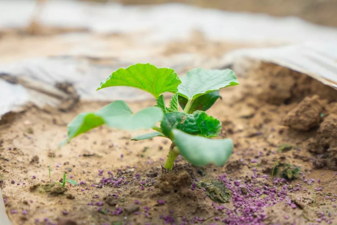枯草芽孢杆菌肥料的作用及功效,既是杀菌剂又是调节剂