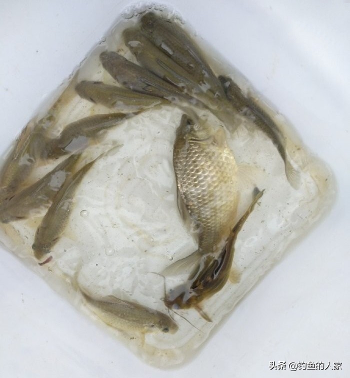 用蚯蚓钓鱼七星漂怎么调漂,用蚯蚓七星浮漂钓白条