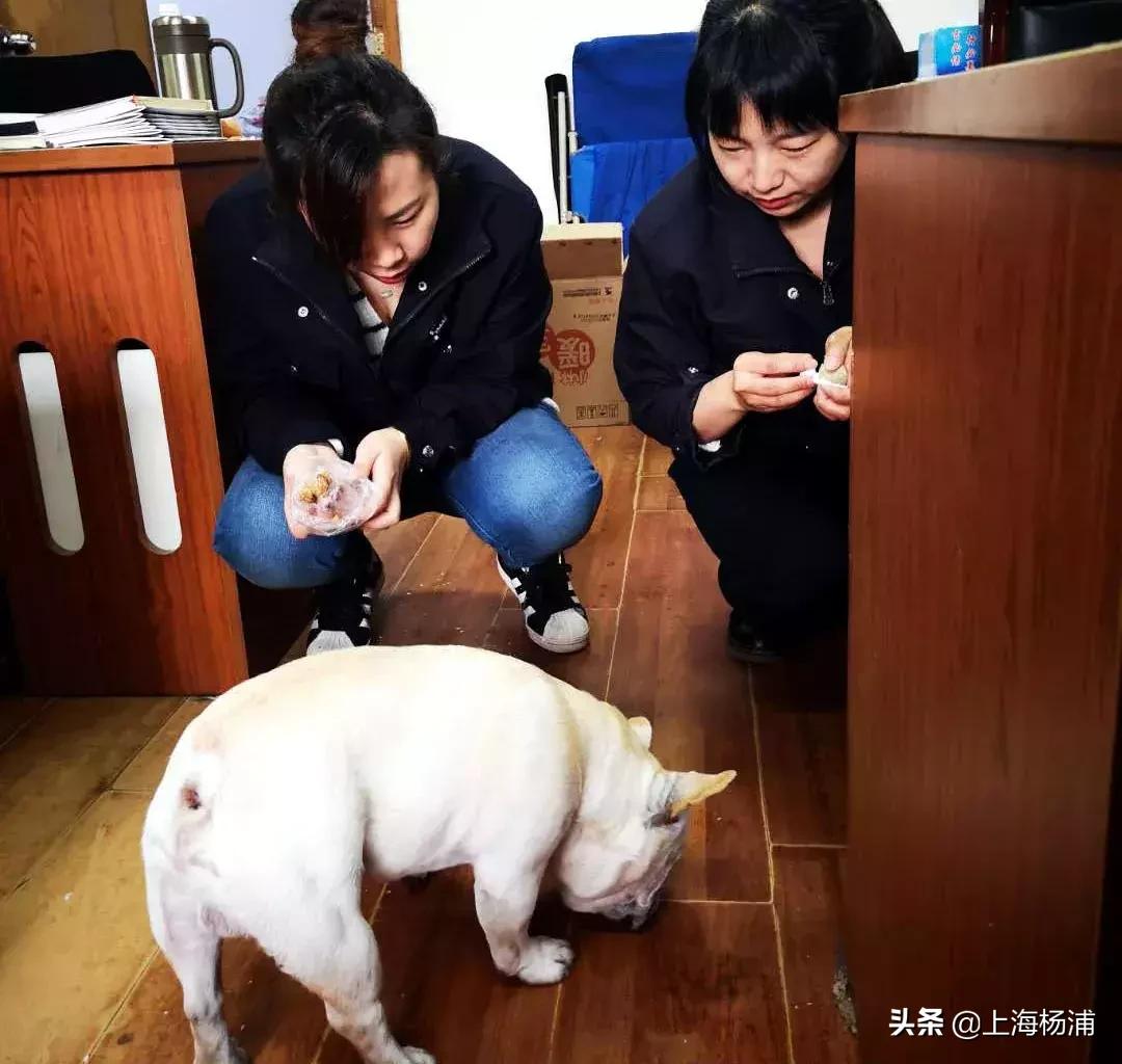 阿拉斯加犬迷路报警,宠物狗走失主人报警求助