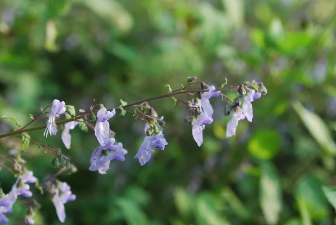 冬天常见中药植物图片及功效,花期长的草本植物图片