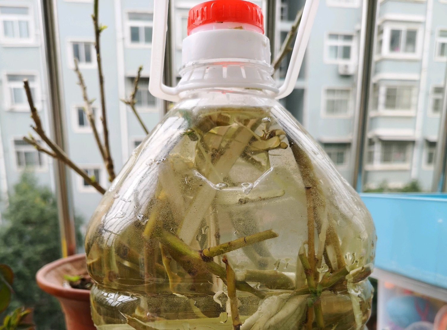 柳树枝泡水浇君子兰防烂根吗,君子兰根可用柳枝水泡吗