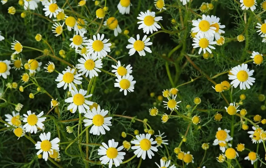 消除炎症的精油有哪些成分,十大必备的精油有哪些