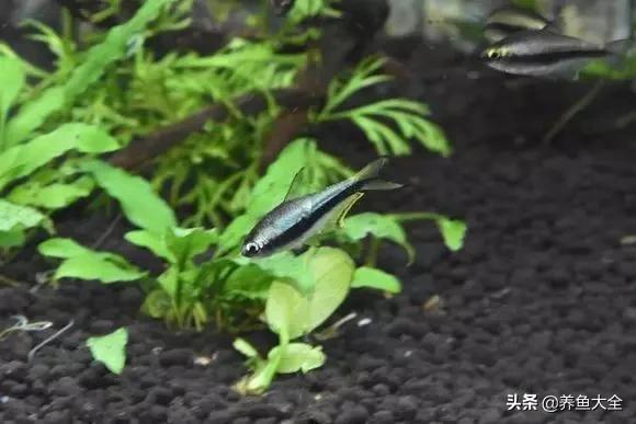养鱼大神都养什么鱼,鱼缸养鱼都有哪些鱼