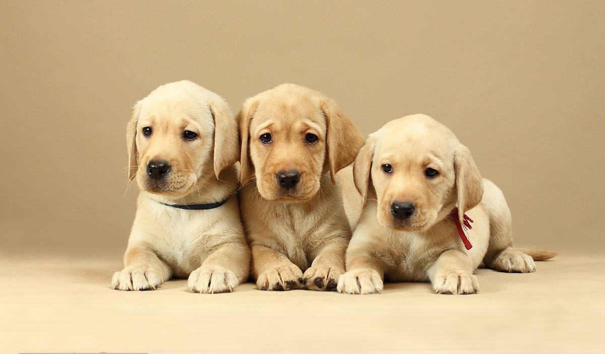 去哪里买狗健康靠谱,南宁哪里可以买到放心狗