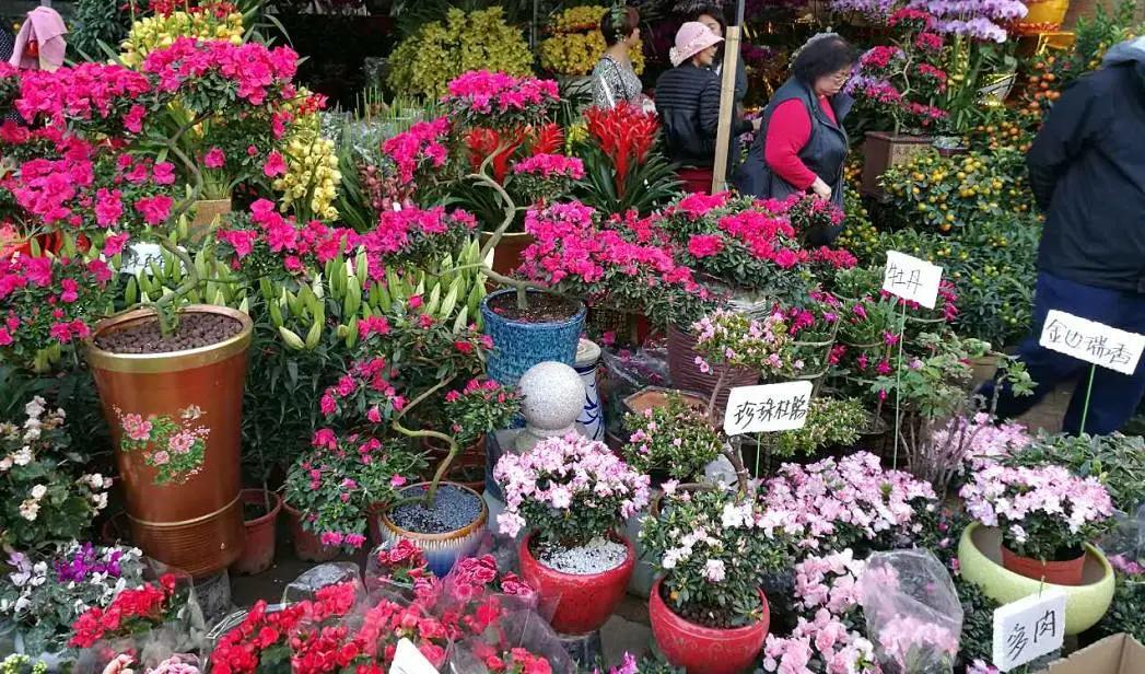 花市买花最忌讳什么,花市买花的寓意