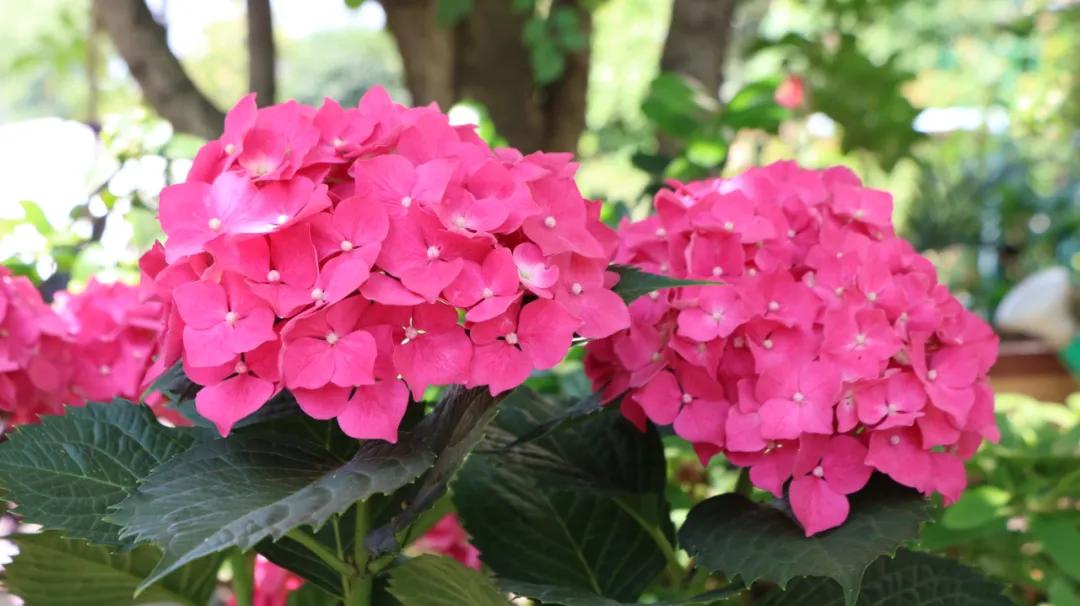 碧桂园幸福365卡是什么服务,巢湖碧桂园别墅物业管家