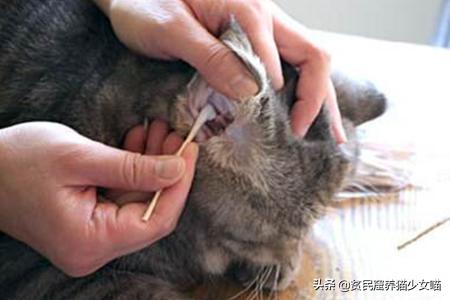 耳螨能彻底治愈是什么样子的,耳螨有自愈的可能吗