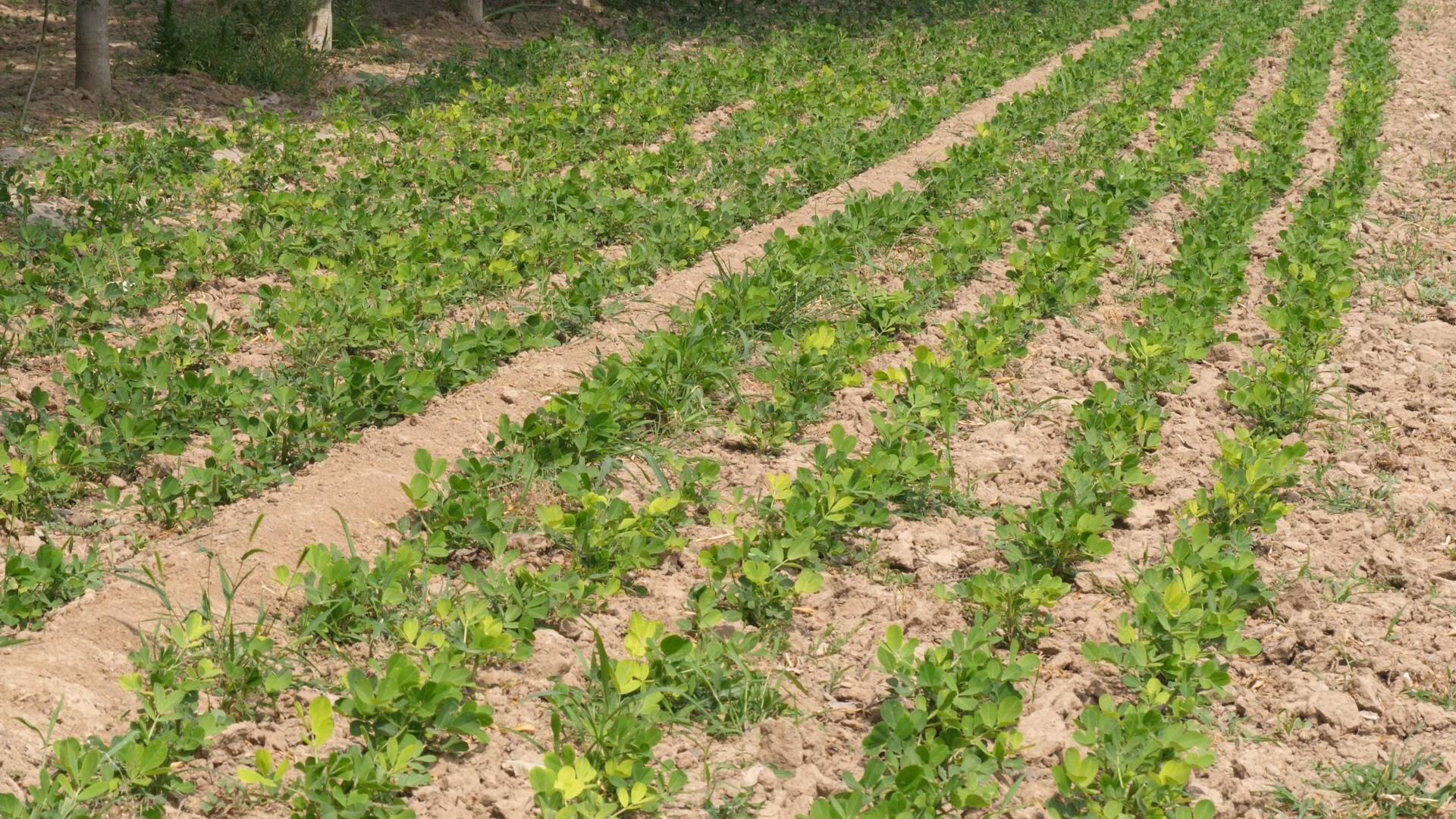 花生刚种下就下大雨影响出芽率吗,花生雨前播好还是雨后播种好