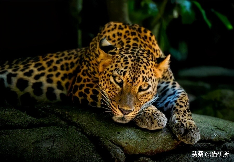 为什么猫咪那么傲娇还有人喜欢,猫咪这么可爱怎么有人舍得伤害