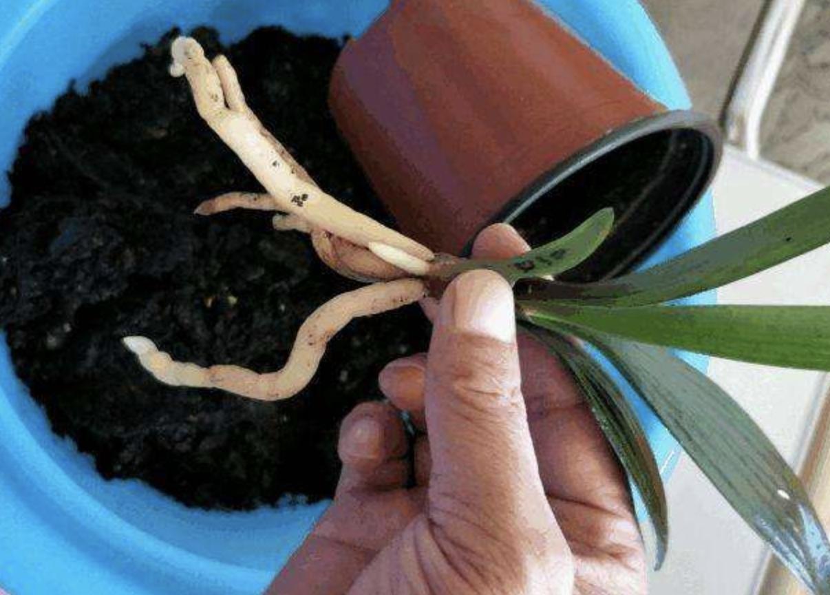 吊兰君子兰根怎么养,君子兰吊兰换盆方法