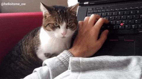 有猫的家庭如何清理电脑,有猫咪家庭床铺怎么隔绝猫毛