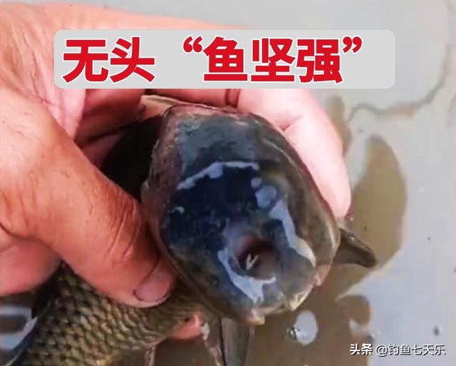 现实版“鱼坚强”！贵州一男子发现“无头鱼”，没了头竟然还能活