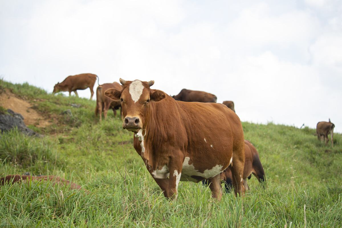 片仔癀药为什么那么贵,片仔癀最好用的药