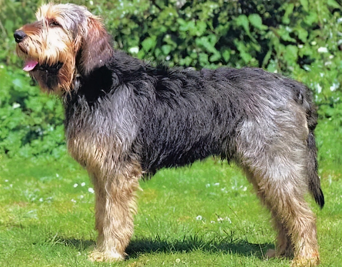 全球最厉害十大犬种,世界十大排名巨型犬种