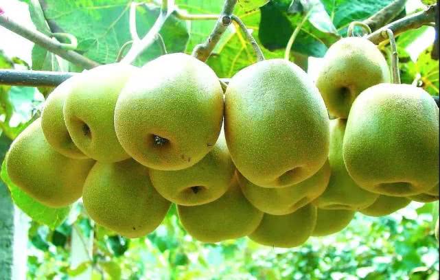 植物都有哪些奇妙之处,植物的奇特现象有哪些