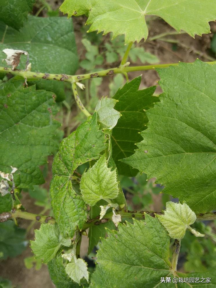 病害：这些图例都是黑痘病，危害很大，注意平时防范