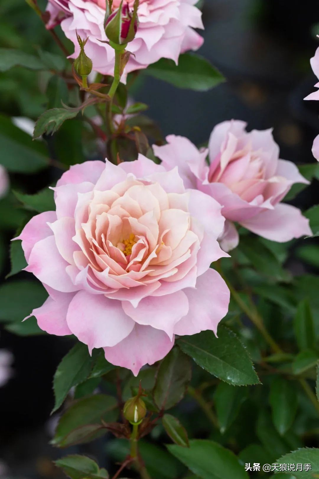 天狼月季申请品种保护吗,天狼育种在国际上是什么水平