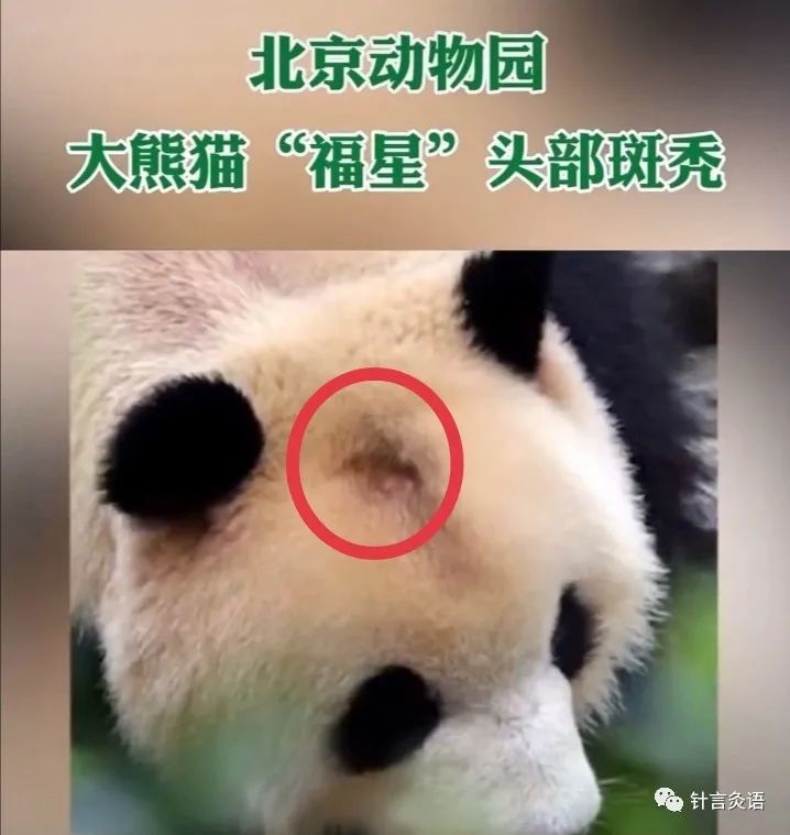 国宝熊猫也“斑秃”,看看针灸怎么治