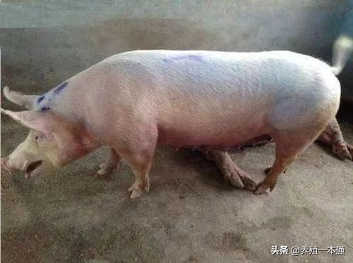 猪会吐血又会拉血是怎么回事,猪吐血是怎么回事