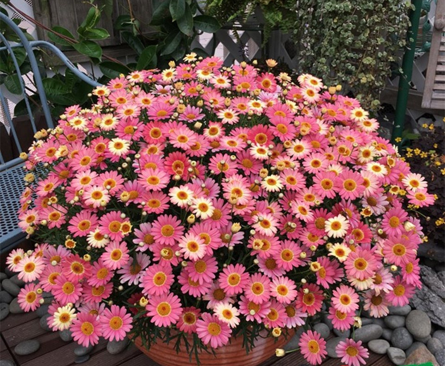 便宜又好种的小苗,便宜苗子