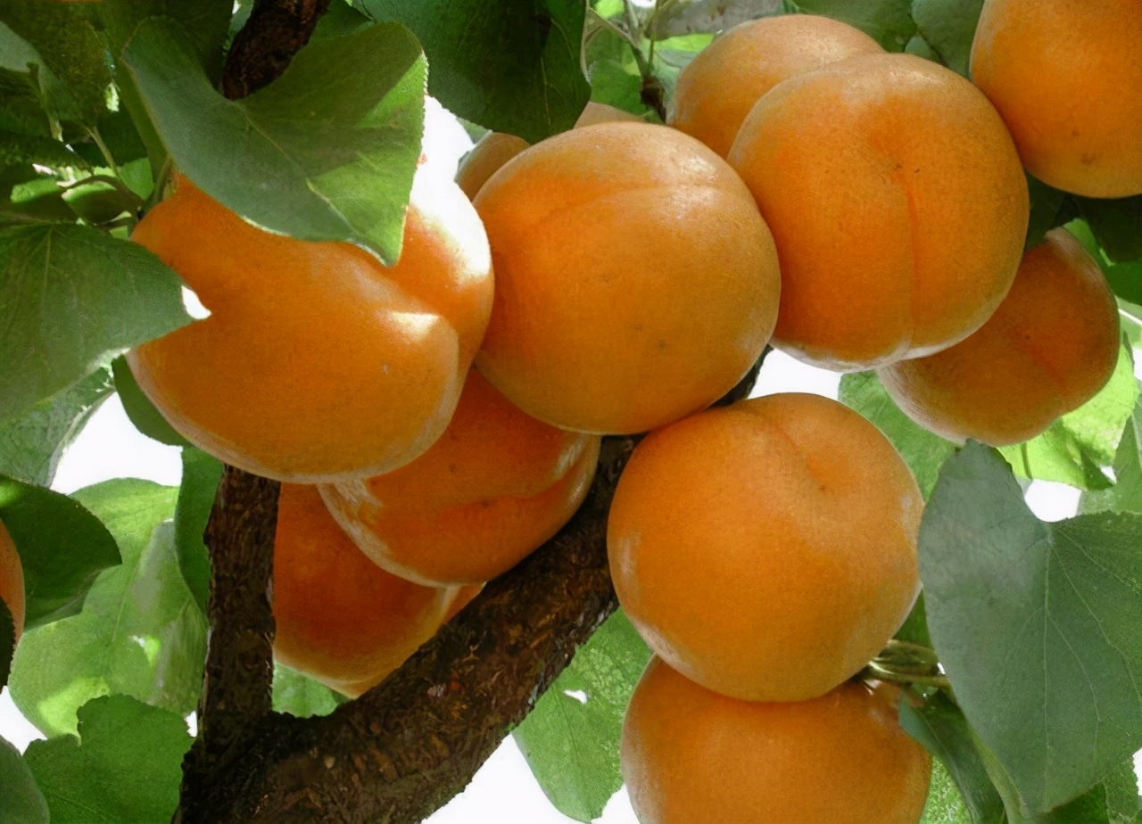 梅子杏子李子果实的区别,梅子和李子有什么区别