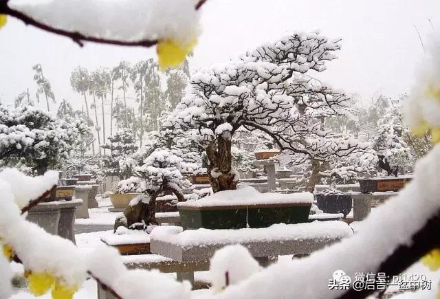 盆景对应季节,昼夜温差大对盆景有什么影响