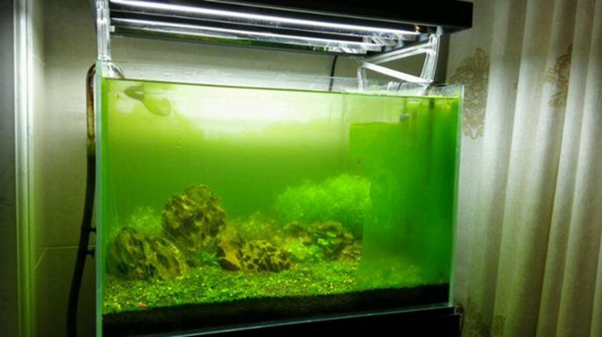 鱼缸藻类清除妙招物理,处理鱼缸绿藻最好的鱼