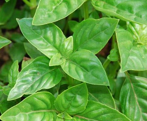 公认燃脂最快的十大食物,公认最燃脂的东西